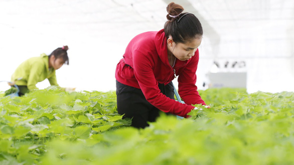 Đi làm nông bên Nhật, cánh cửa đã mở cho người Việt - Ảnh 1. Đi làm nông bên Nhật, cánh cửa đã mở cho người Việt - Ảnh 1.